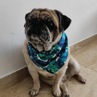 Tropical Leaf Print Dog Bandana