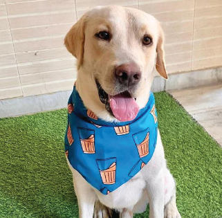 Cutting Chai Print Dog Bandana